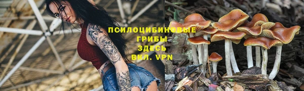 гашик Алексин